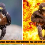 300 Hilarious Hawk Puns That Will Make You Soar with Laughter